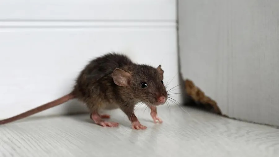 Effective Ways To Remove Rodents From Your Home